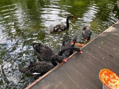 -海南热带野生动植物园