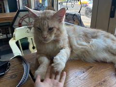 -猫小院猫主题餐厅(南锣旗舰店)