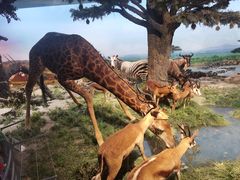 -国家自然博物馆