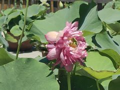 -莲花池公园