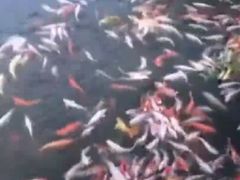 -东部华侨城