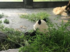 -上海野生动物园