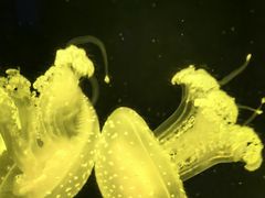 -北海海底世界
