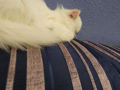 -柚子猫舍·精品猫舍购猫·猫咪认养·购宠·宠物店