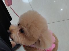 -美联众合动物医院·24h京西诊疗中心