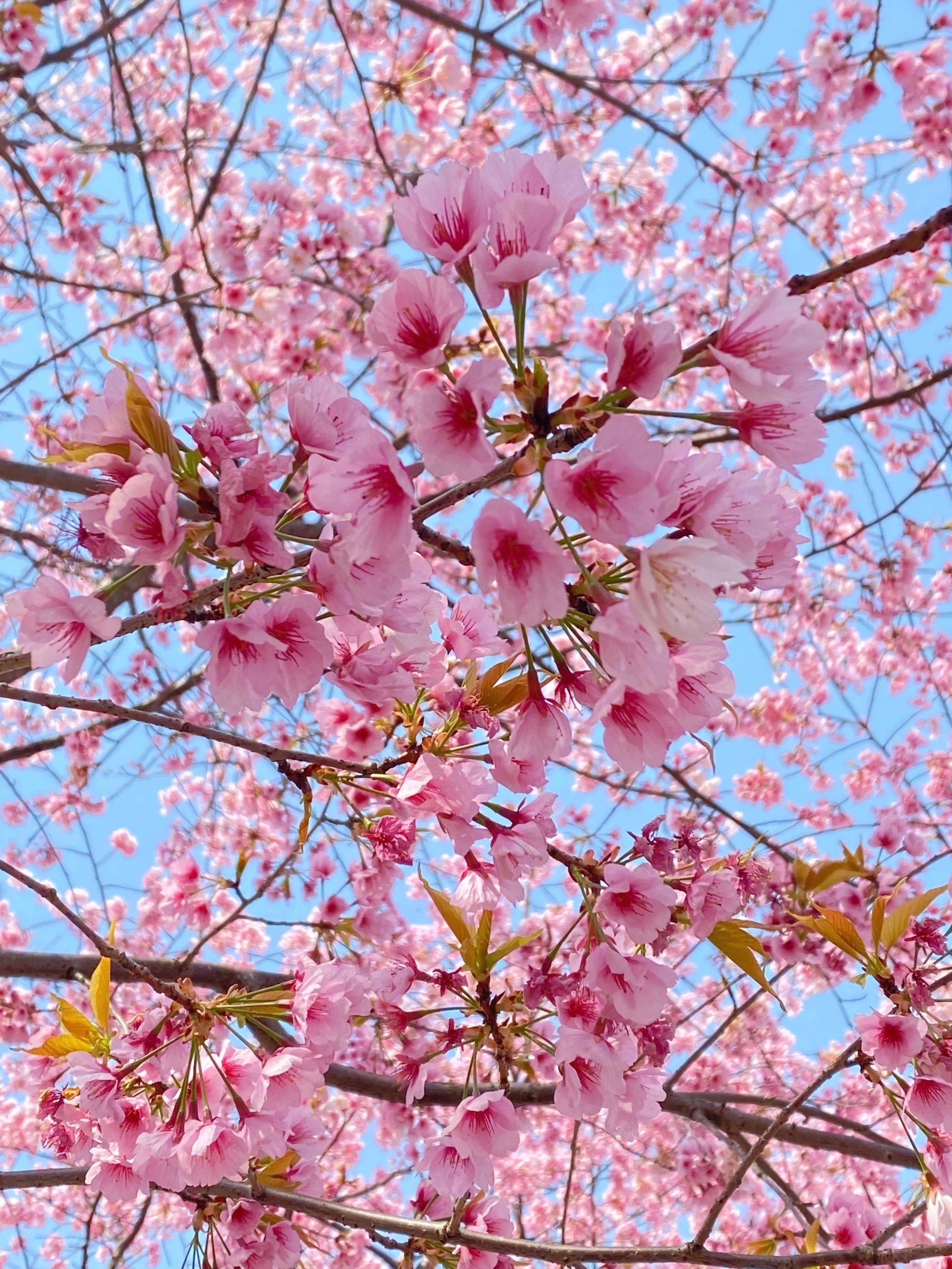 你们拍的樱花是什么样子的?