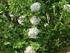 -HappyMiss花满楼·鲜花饼·鲜花茶·伴手礼(上海环球港店)