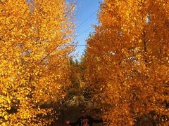 -塞罕坝国家级自然保护区