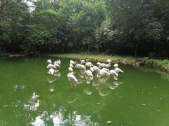 -广州动物园
