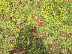 -上海鲜花港