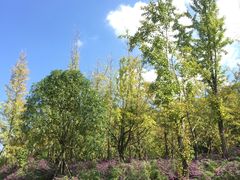 -贵阳市花溪国家城市湿地公园