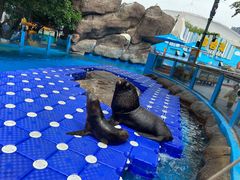 -海合安成都极地海洋公园