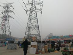 -中环花鸟鱼虫市场