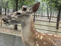-秦皇岛野生动物园