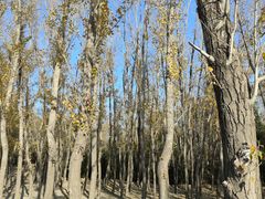 -野鸭湖国家湿地公园