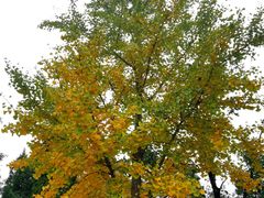 -北京西山国家森林公园