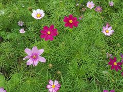 -合肥滨湖国家森林公园