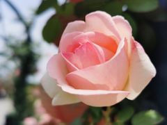 -都江堰玫瑰花溪谷