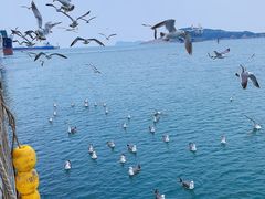 -海驴岛(荣成市)
