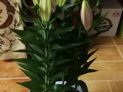 -秦美花卉(天朗·莱茵小城2期店)