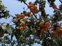 -小黑石海滨浴场·停车场