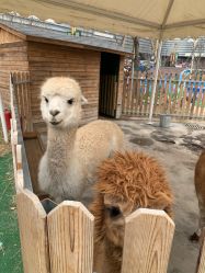 -萌宠亲子动物乐园(槐房万达店)