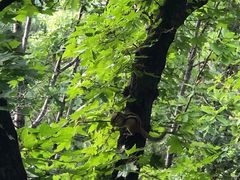 -帽儿山国家森林公园