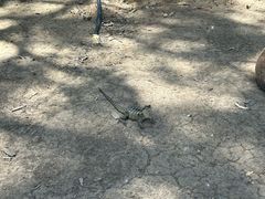 -可伦宾野生动物保护区