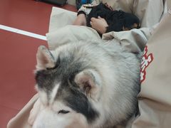 -和它·交个朋友·狗咖猫咖(爱琴海店)