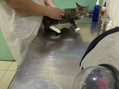 -米苏动物医院·犬猫专科·骨科外科内窥镜