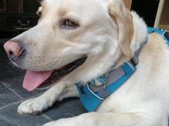 店狗Boss-百好乐宠物友好餐厅(朝外大街店)