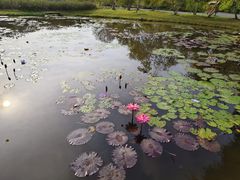 -中国科学院西双版纳热带植物园