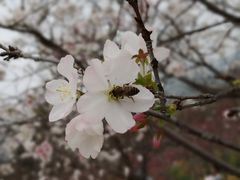 -天适樱花悠乐园