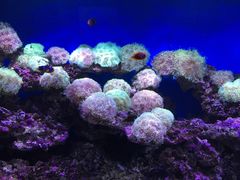 -御唐府海珊瑚主题餐厅