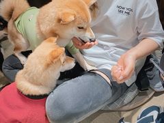 -逗柴咖啡屋·狗咖猫咖宠物桌游