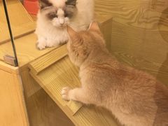 -猫十亿·布偶金渐层·曼基康矮脚猫舍(青年路店)