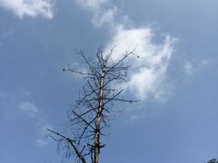 -黎坪国家森林公园