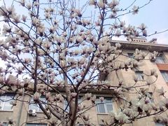 -东北大学(南湖校区)