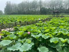 -合肥滨湖国家森林公园