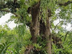 -中国科学院西双版纳热带植物园