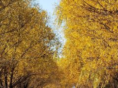 -野鸭湖国家湿地公园