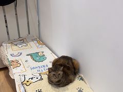-是阿柴呀！柴犬咖啡·爱喵喵猫咖