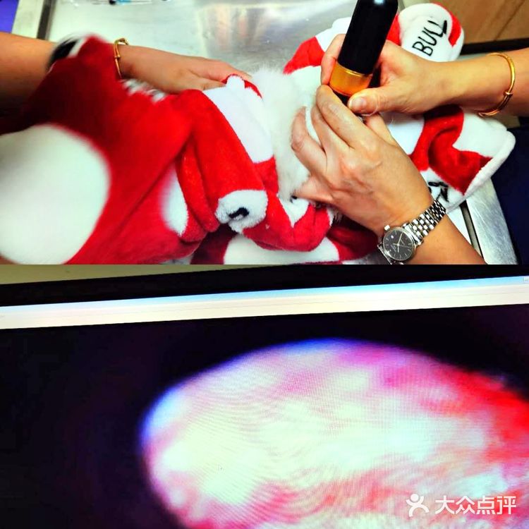 上海宠物医院推荐～为毛孩子寻找一家好口碑专业度高的医院