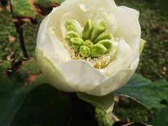 -荷塘月色湿地公园·向阳花洲