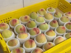 -老袁家蜜桃农场·阳山水蜜桃