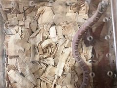 -酷以爬仙阁实体爬宠店·守宫·蜥蜴·专业繁育