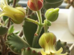 -健晟星期天火锅(河东店)