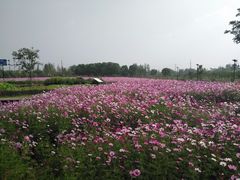 -田园东方蜜桃村的田野营地