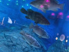 -烟台海昌鲸鲨海洋公园