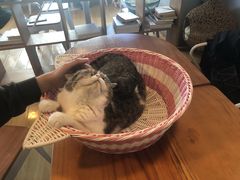-Cappucimeow猫咪咖啡馆(韦伯时代店)